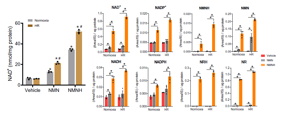 By efficiently increasing NAD+ levels, NMNH could also enhance mitochondrial activity, reduce oxidative damage and cell death