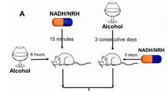 研究表明：NADH可加速酒精代谢，预防或改善酒精引起的肝损伤