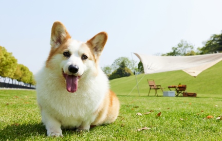 临床实证：NAD+抗衰组合为老年犬带来认知与活力的双重提升