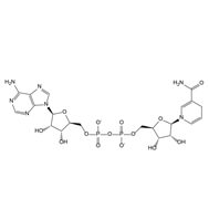 NADH    <span>β-烟酰胺腺嘌呤二核苷酸二钠盐（还原型）</span>