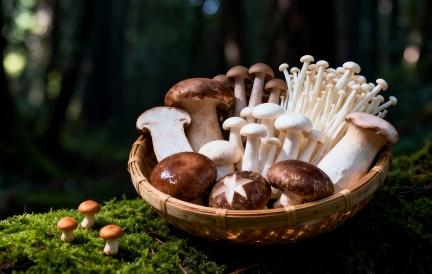 首次揭秘：麦角硫因如何同时“修好”记忆与睡眠？