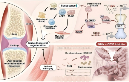 骨骼也能“逆龄”？NMN+芹菜素组合被盯上了！