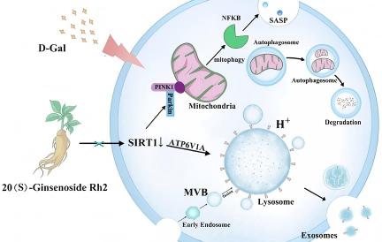 不输 NMN！稀有人参皂苷 Rh2 激活 SIRT1，修复线粒体开启内源抗衰