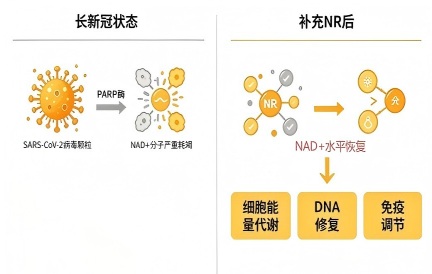 脑雾重、睡不踏实？哈佛24周试验：NR让NAD⁺飙升3倍，10周解锁3大改善信号