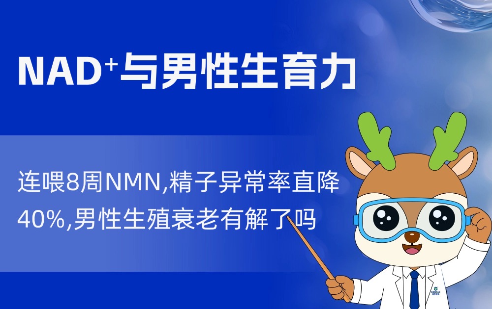 连喂8周NMN,精子异常率直降40%,男性生殖衰老有解了吗
