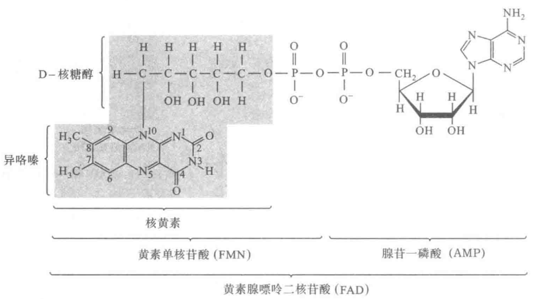 维生素.png